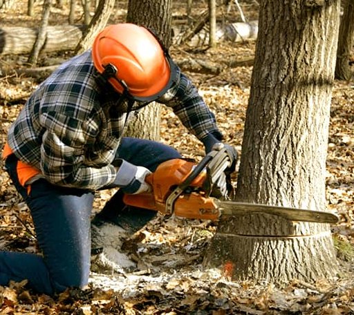 Arborist assessing tree health in Delaware